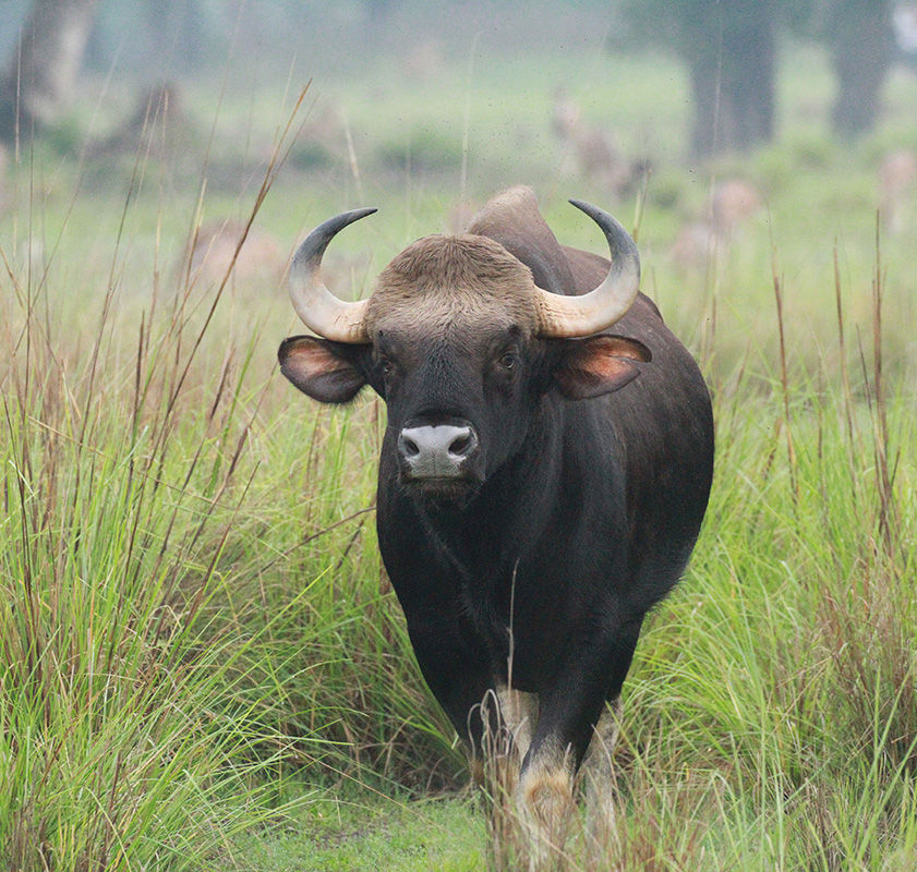 Timbavati Game Reserve - sustainable game-viewing